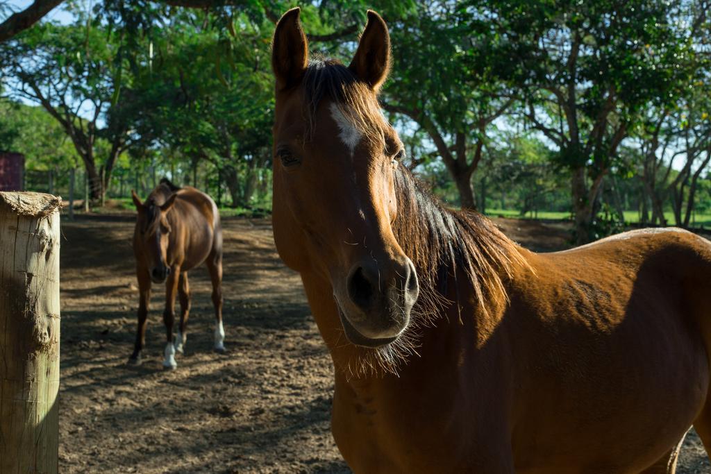 Pousada Fazendinha Buzios ภายนอก รูปภาพ
